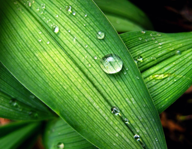 dew drops on the leaves of the plant