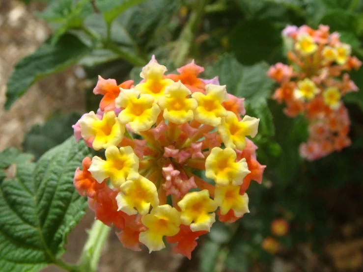 a close up of small flowers with bright colors