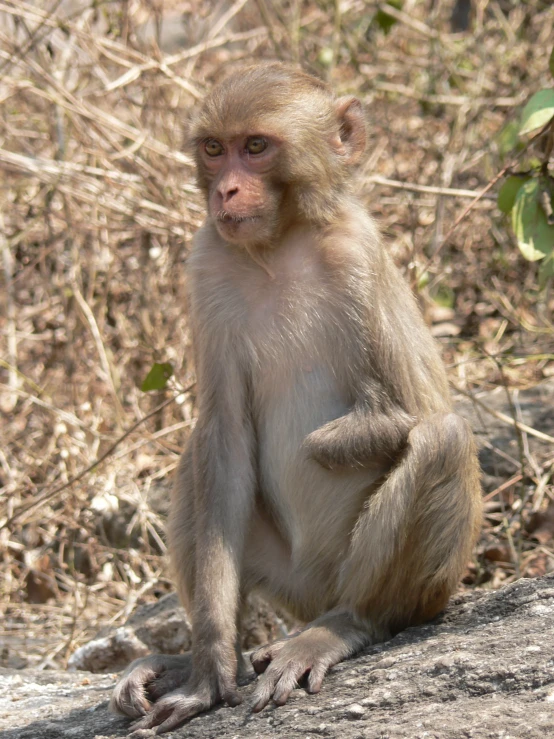 a baby macs sits on the edge of a stone