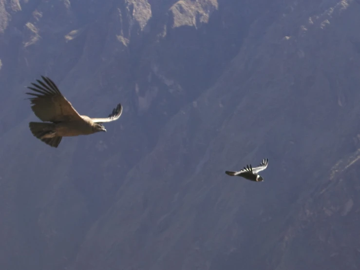 the birds are flying above the rocky mountains