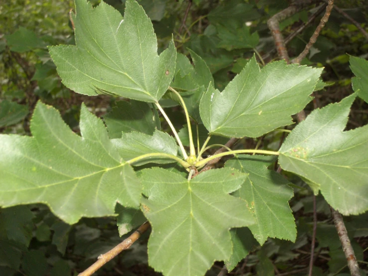 a green leaf with tiny yellow and white flowers