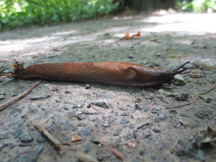 a slug crawling on the ground near trees