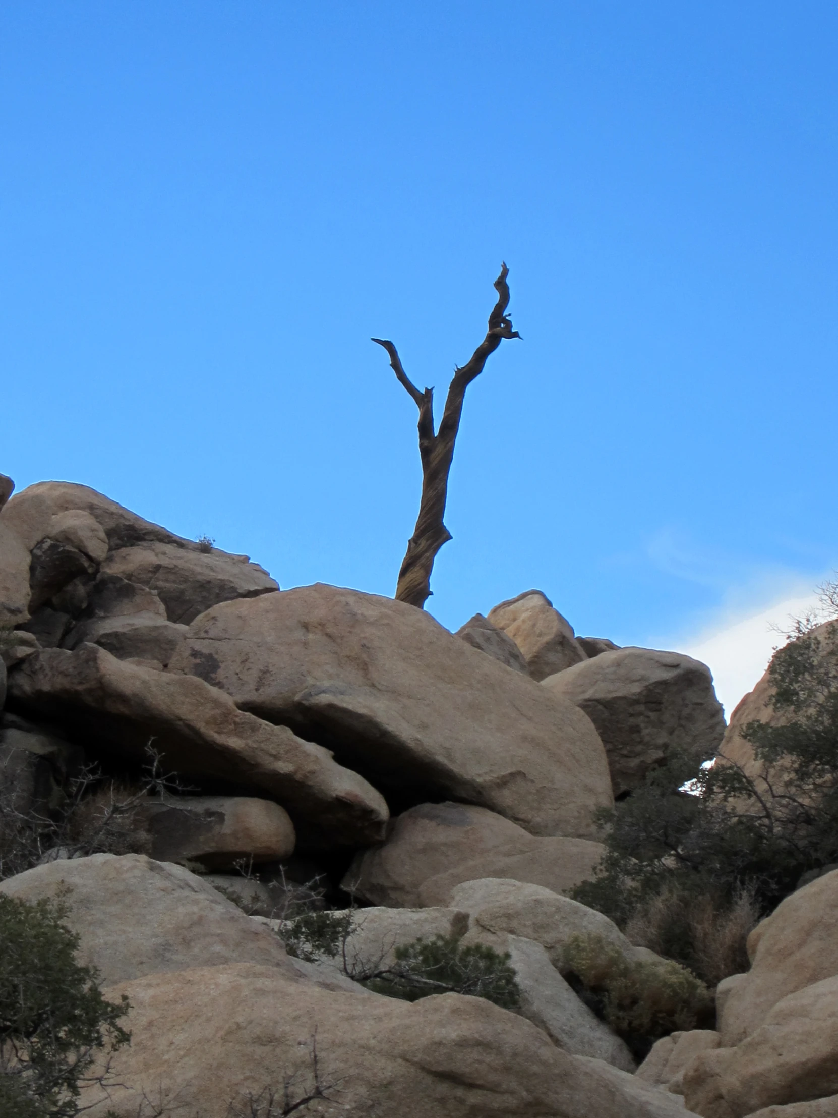 a lone tree stands in between some big rocks