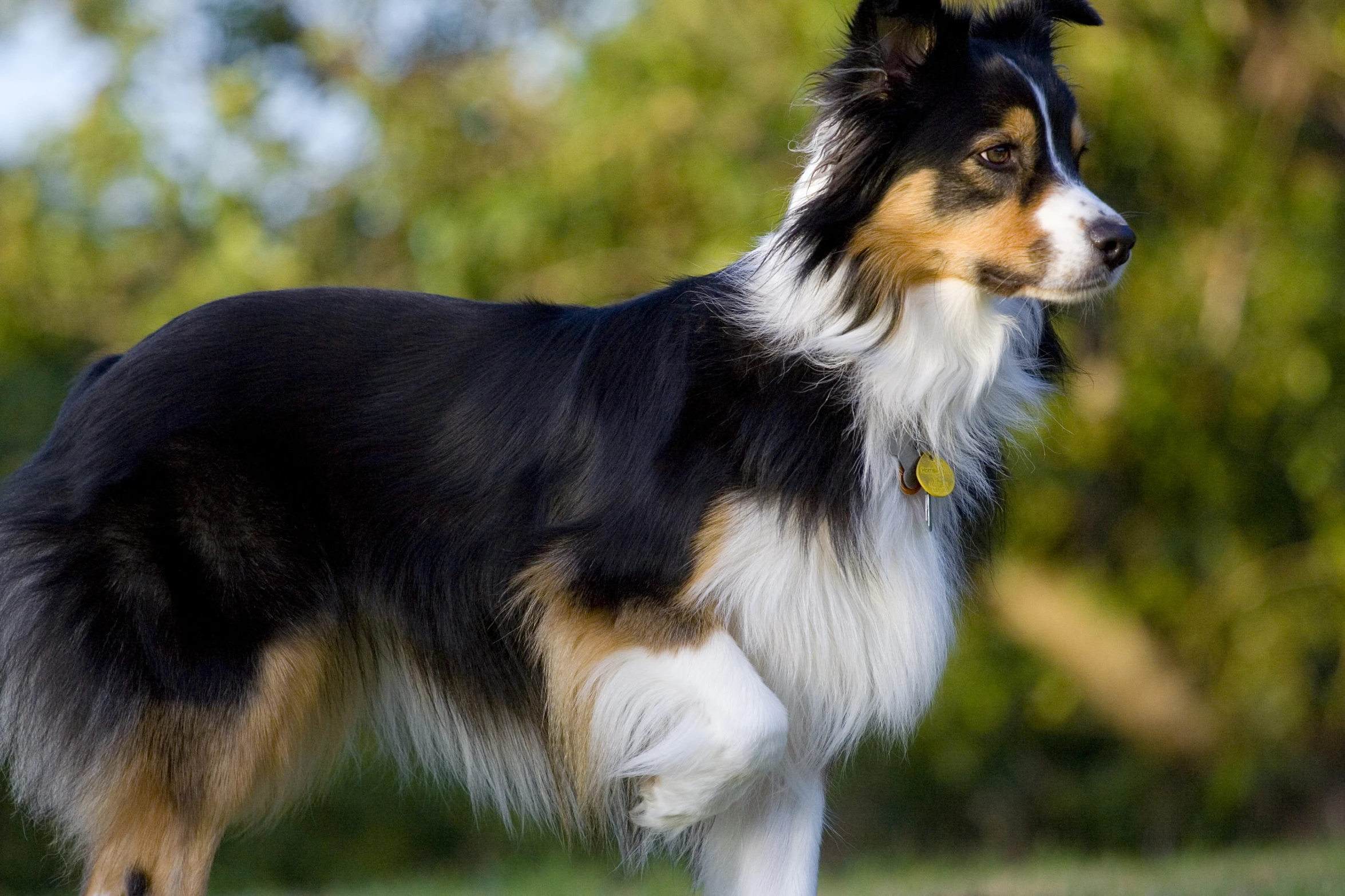 the dog stands on the green grass looking into the distance