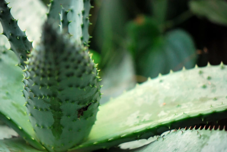 a closeup image of a large leafy plant