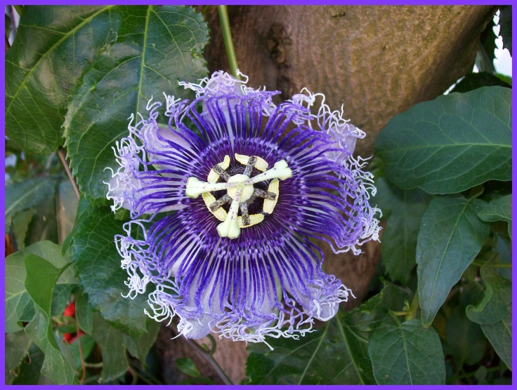 a blue flower with white centers surrounded by greenery