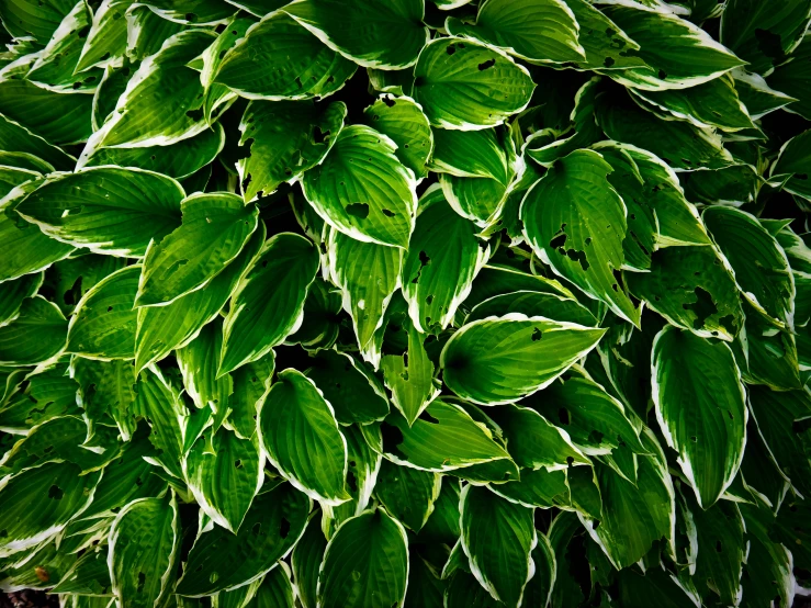 the lush green leaves cover this plant in sunlight