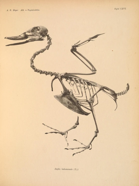 an animal with skeletal legs and a large beak