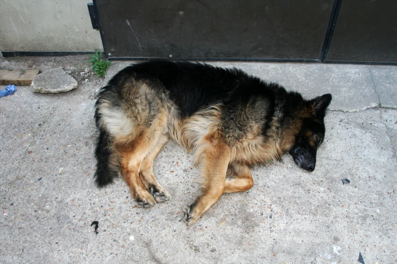 a dog laying on concrete outside a door