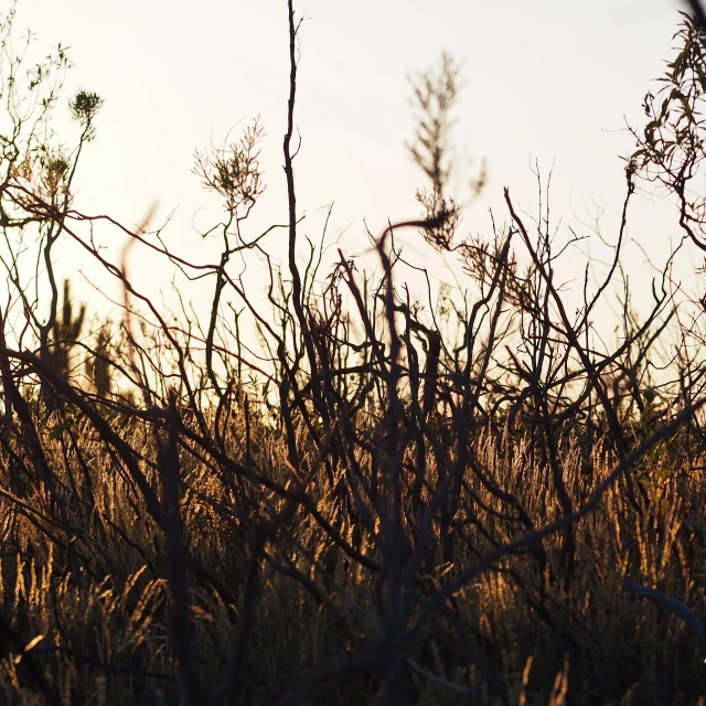 a giraffe that is walking in some dry grass