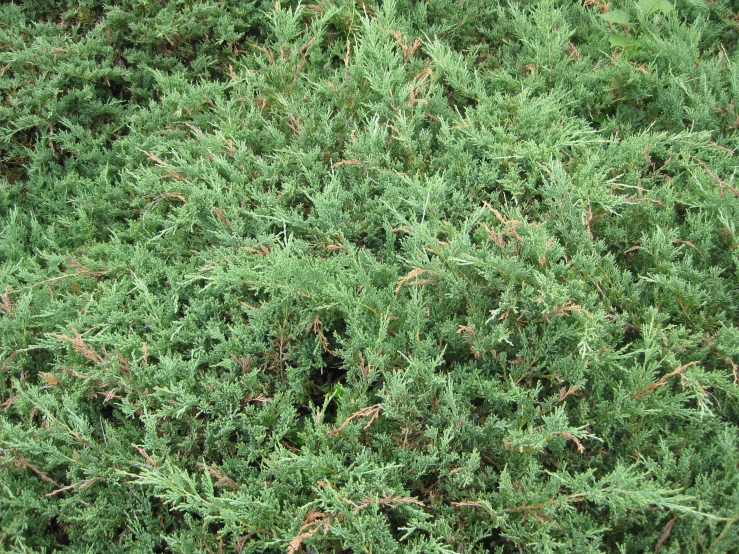 there is an image of a thick green bush