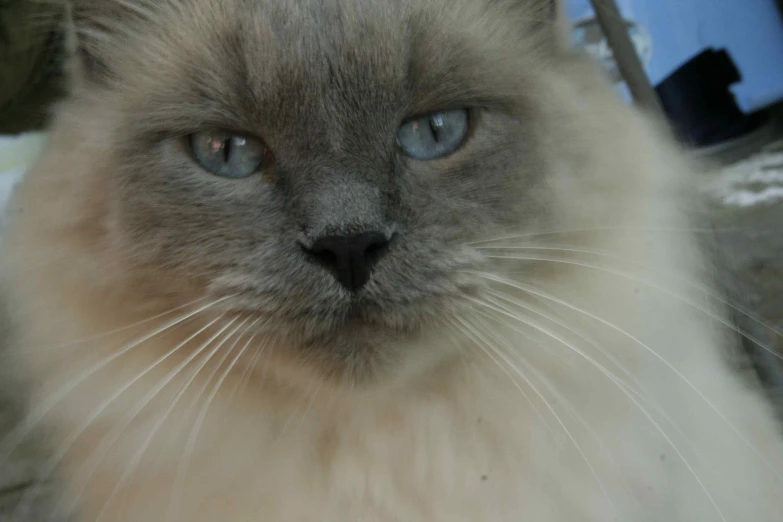 a blue eyed cat looks directly ahead on a sunny day