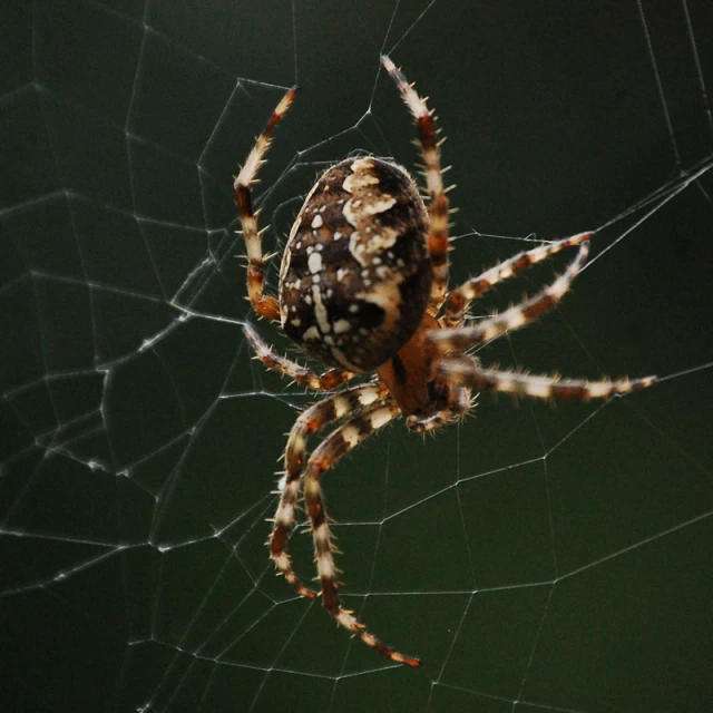 a spider with an orange and white abdomen in it's web