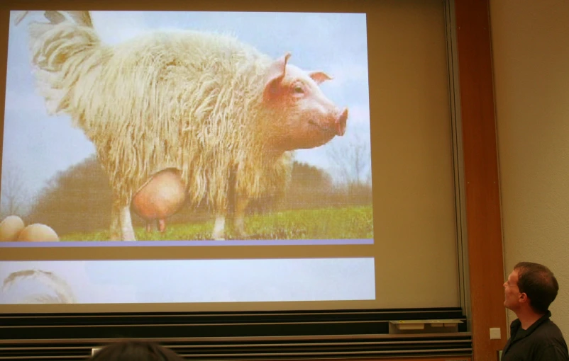 a man is watching a presentation with a sheep on it