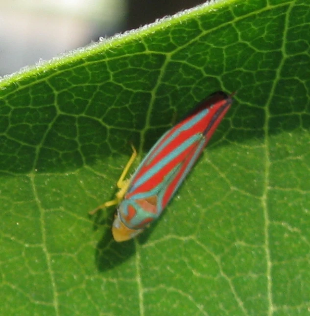 a red and blue bug sitting on a green leaf