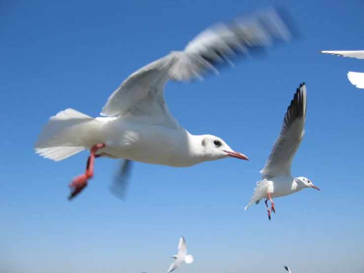 three seagulls flying around on a beach in the day