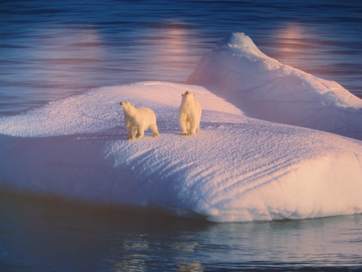 two polar bears on an ice floet near water