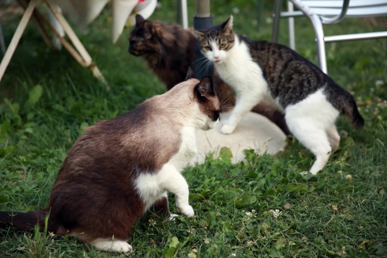 a cat is standing next to another cat on the grass