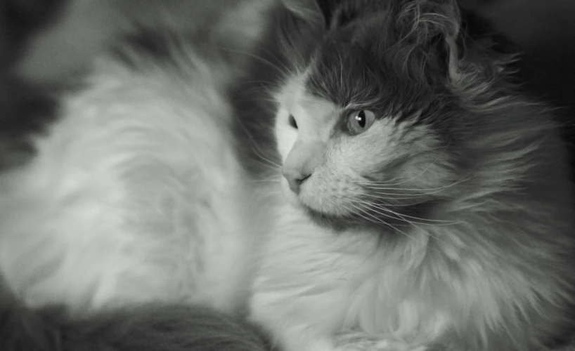 an animal laying on top of a couch next to a cat