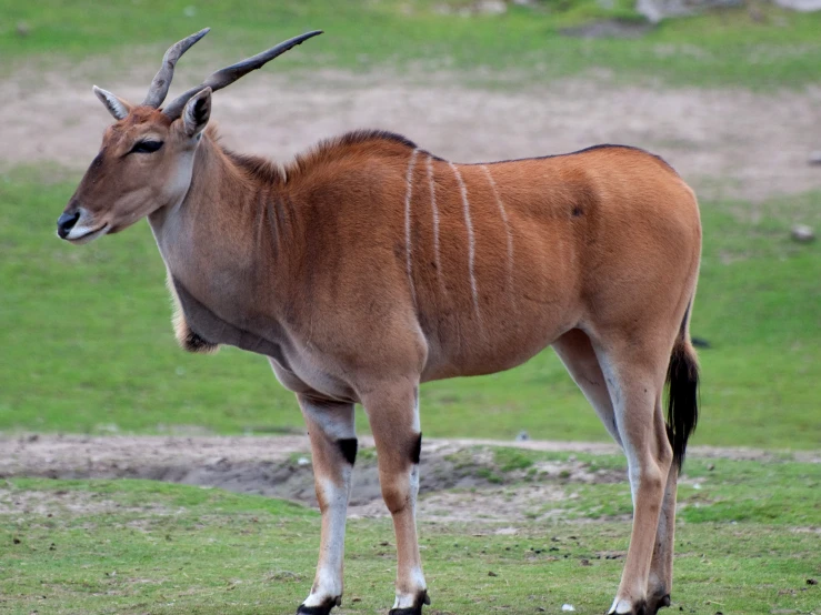 a large animal with very long horns on a grass field