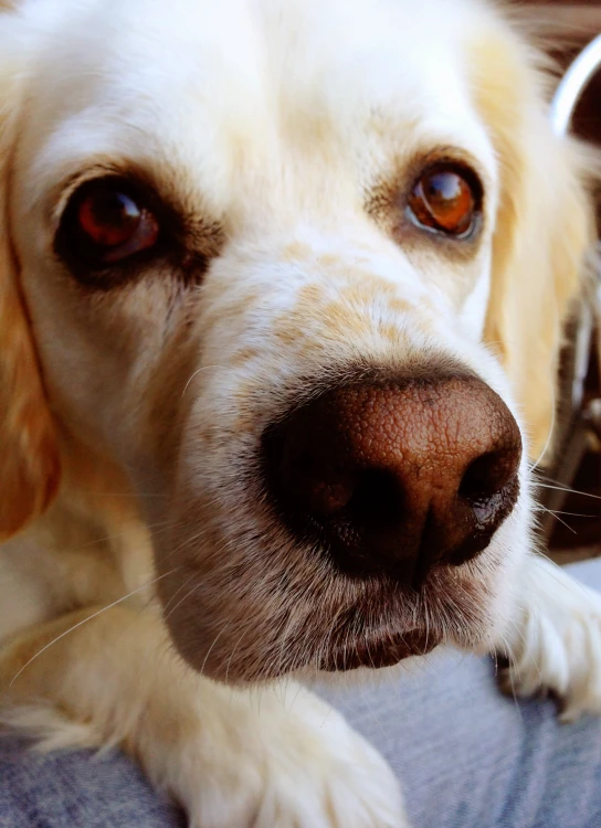 a close - up of a dog's face resting on a cushion