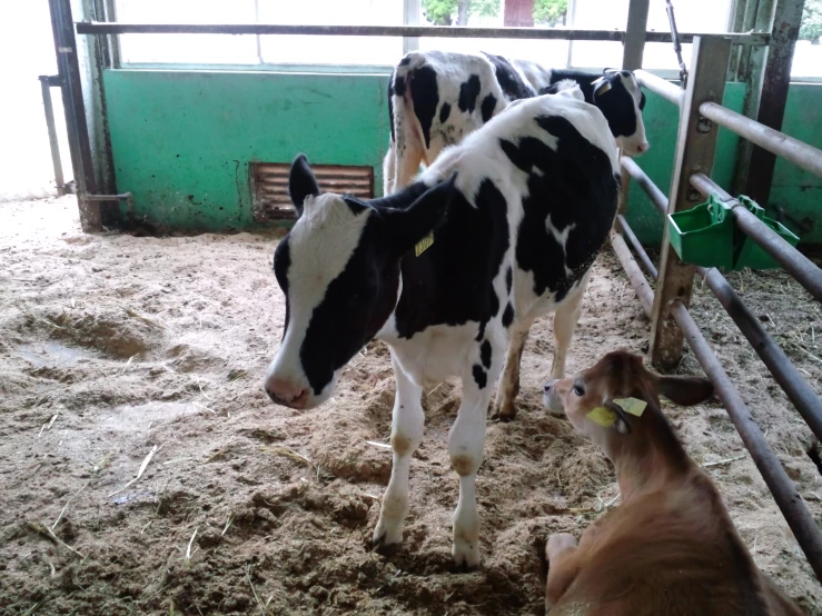 a couple of cows inside of a green building