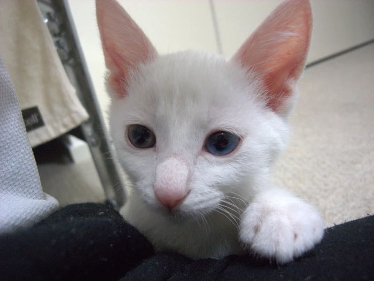 a close up s of a white kitten with bright eyes