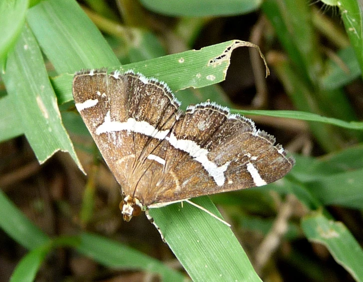 an orange and white moth with wings folded on top of a green plant