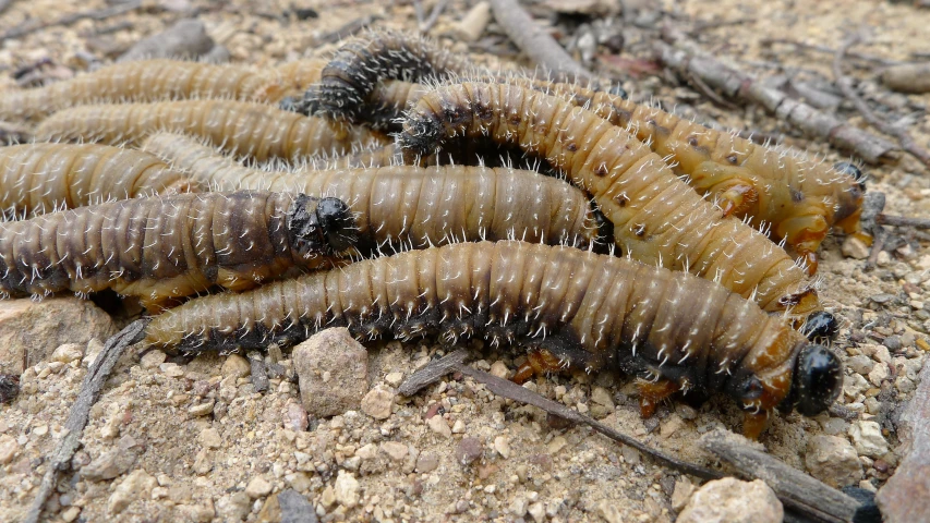 the body of several bugs are on the ground