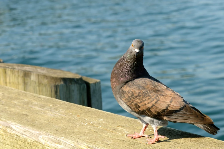 a pigeon sits near the water on the pier