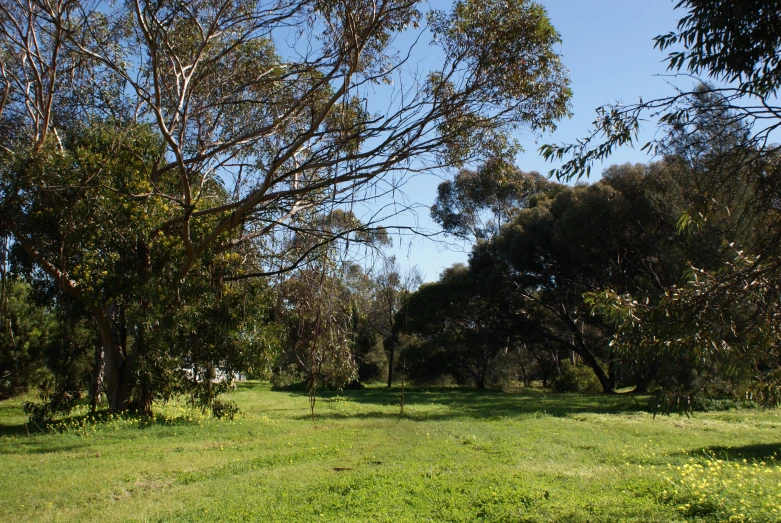 an open field with trees and grass surrounded by leaves