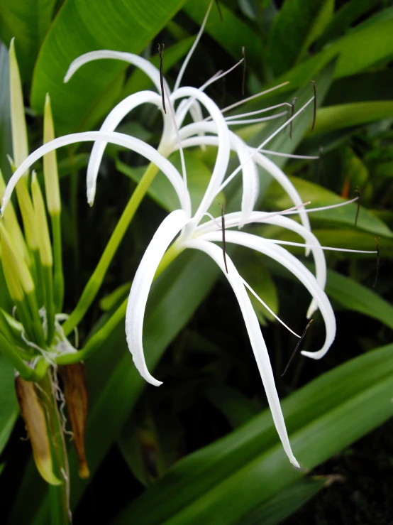 several white flowers are growing in a field