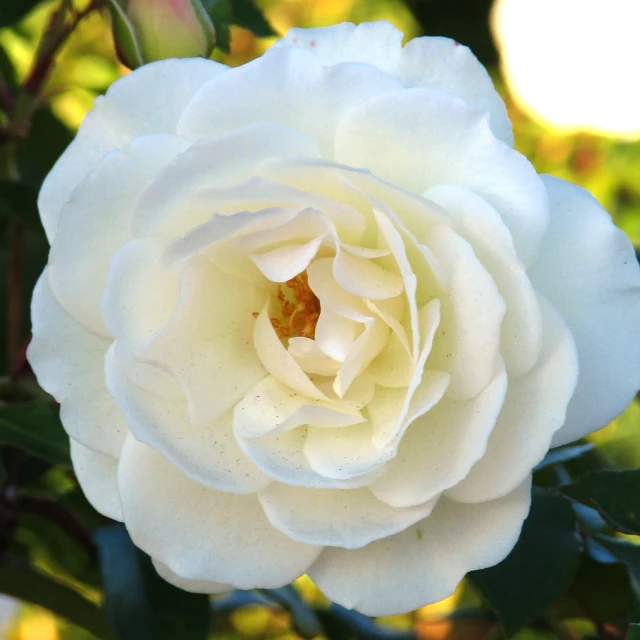 the white rose is blooming very large flowers