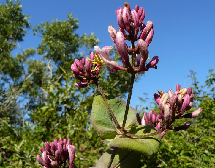 pink flowers on the plant with blue sky in background