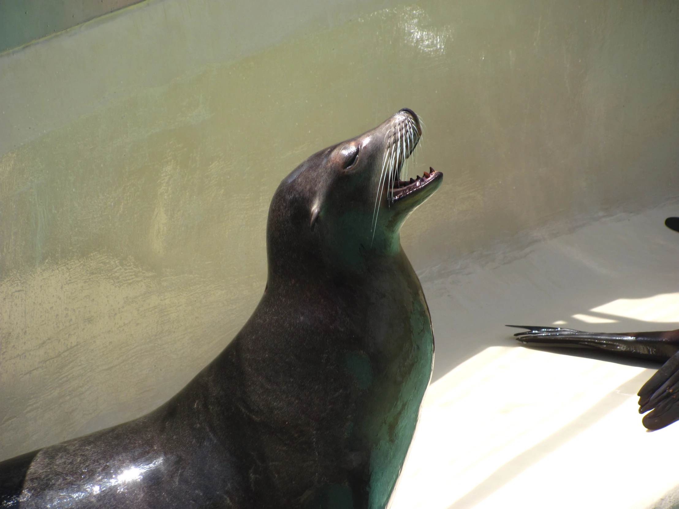 a sea lion laying down on the ground