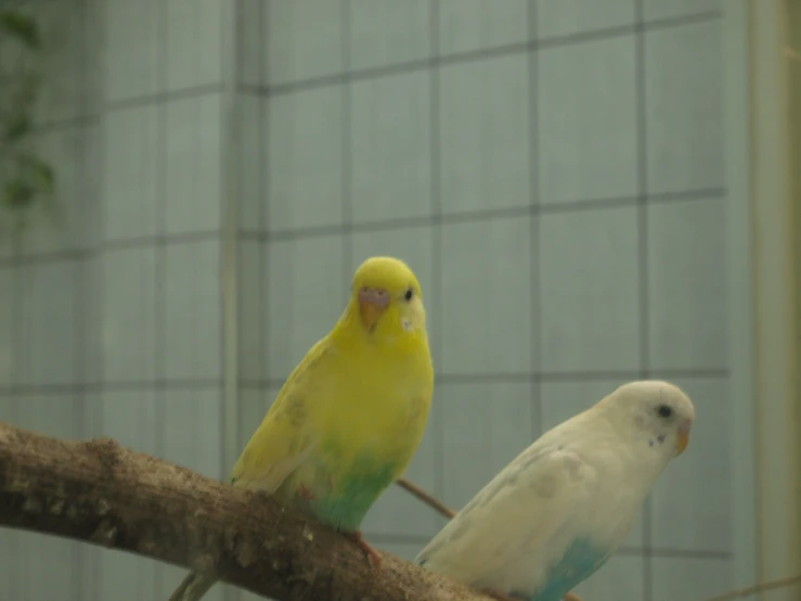two colorful birds are perched on a nch
