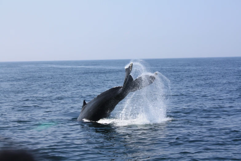 an orca leaping out of the ocean on a sunny day