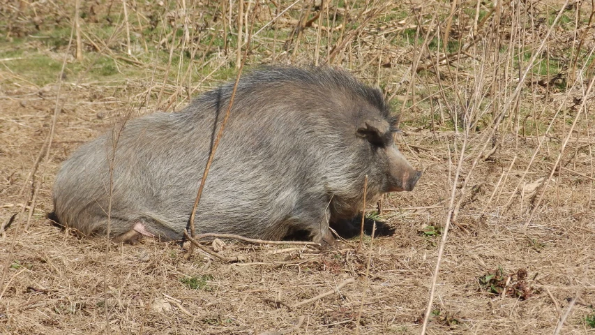 a large boar in the wild is laying down