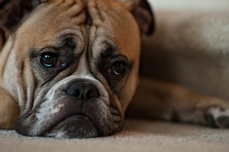 an old bulldog has it's head on the ground