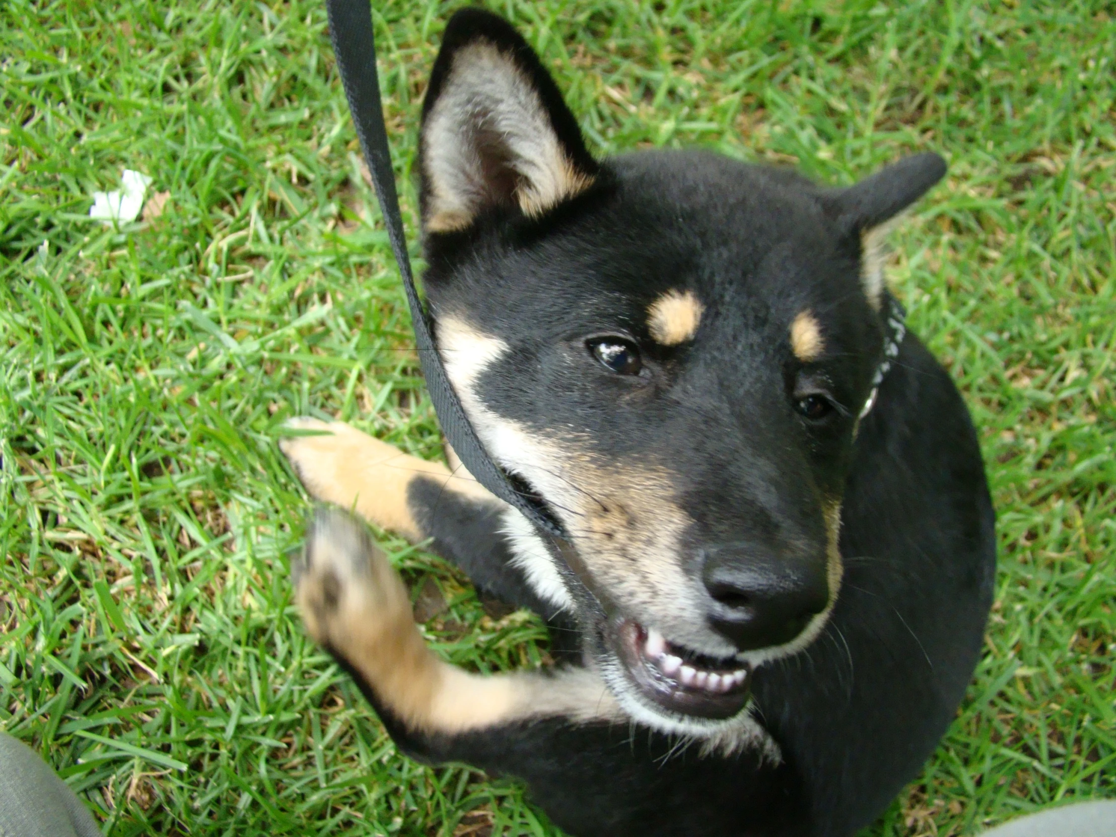 the dog is happy that someone has been playing with