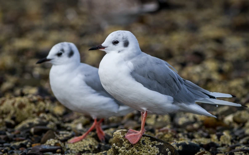 two birds with white feathers stand on moss