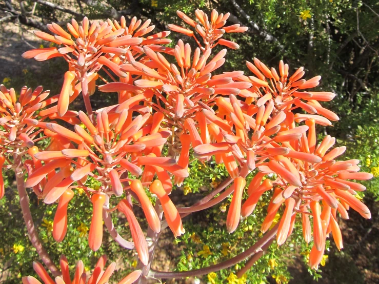 an orange plant is in full bloom in the sunshine