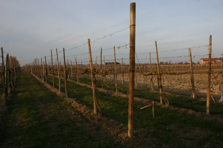 the large and tall vineyard has a lot of vines growing in it