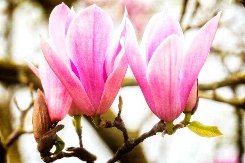 there are two pink flowers that are blooming