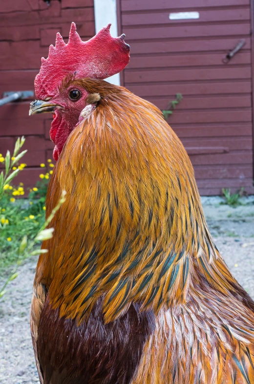 a close up of a rooster looking around