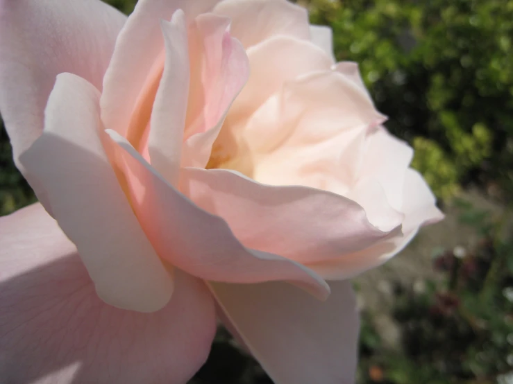 a close - up of a pale pink flower with soft focus on the center