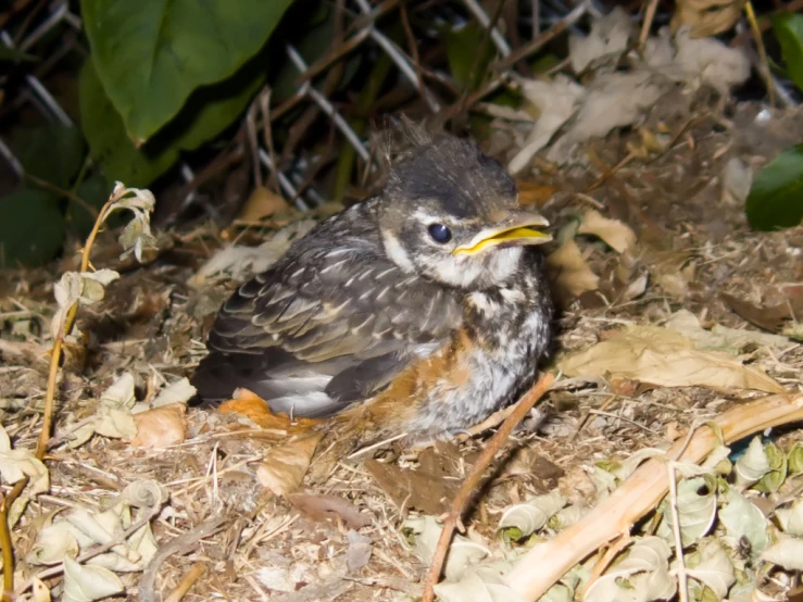 the baby bird is perched among dead leaves