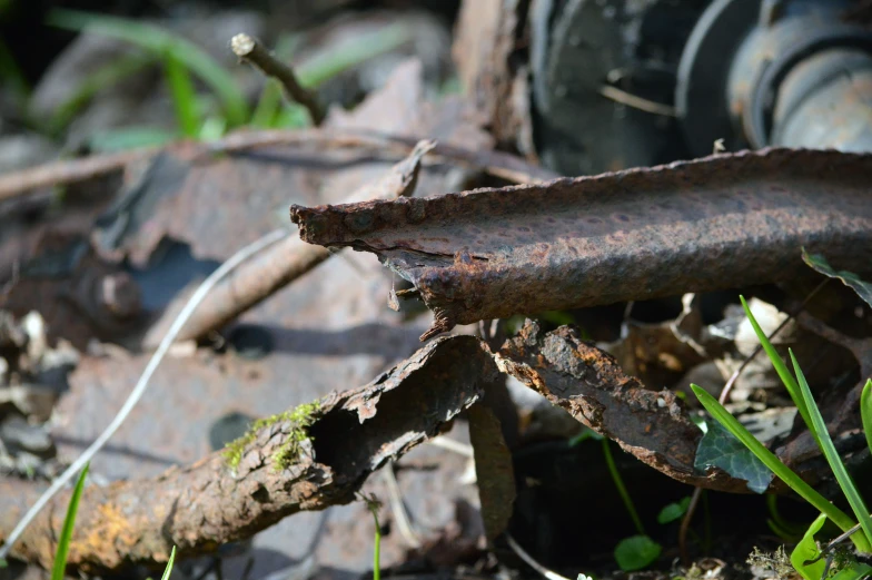 an old rusty pipe lying in the middle of grass