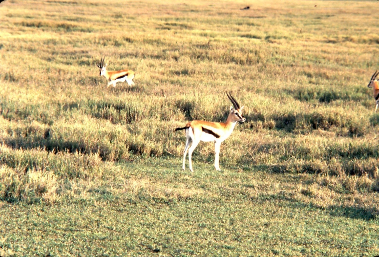 there are two antelope walking along the field