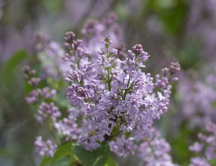 purple flowers are being held together in a garden